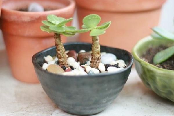 金錢木怎么養 金錢木養殖方法與注意事項