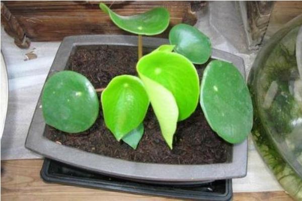 荷葉椒草怎么種 荷葉椒草種植方法與注意事項