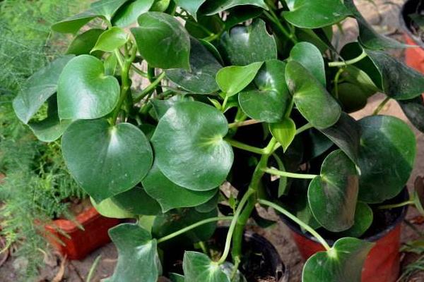 荷葉椒草怎么種 荷葉椒草種植方法與注意事項