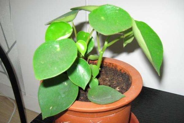 荷葉椒草怎么種 荷葉椒草種植方法與注意事項