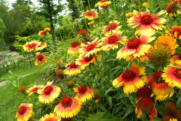 天人菊圖片大全 天人菊花語及寓意