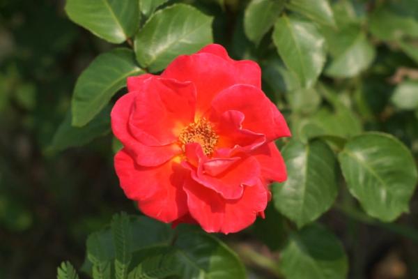 月季什么時候開花 月季花期是幾月