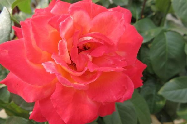 月季什么時候開花 月季花期是幾月