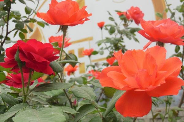 月季什么時候開花 月季花期是幾月