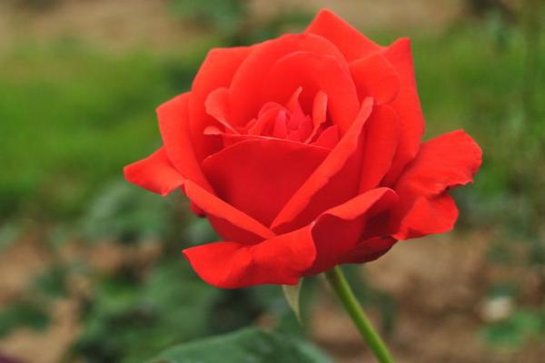 月季什么時候開花 月季花期是幾月