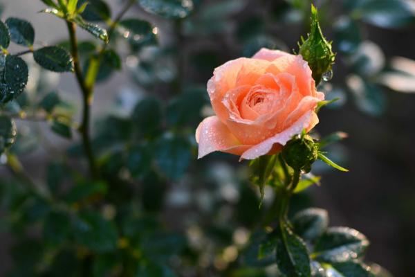 月季什么時候開花 月季花期是幾月