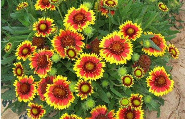 天人菊圖片大全 天人菊花語及寓意