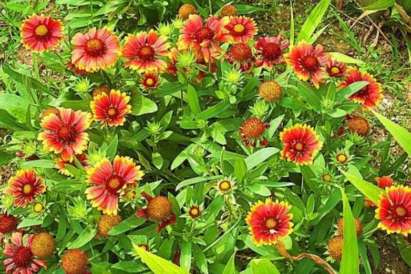 天人菊圖片大全 天人菊花語及寓意