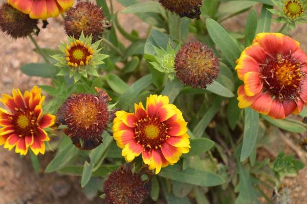 天人菊圖片大全 天人菊花語及寓意