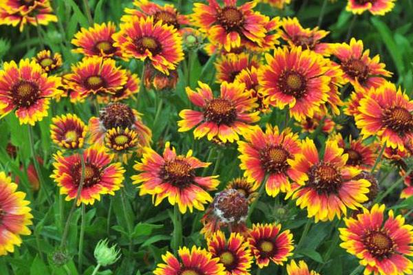 天人菊圖片大全 天人菊花語及寓意