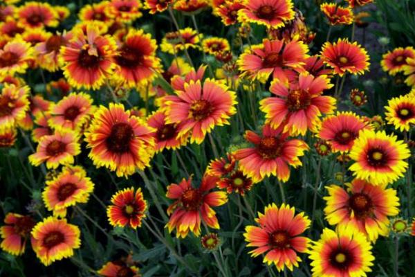 天人菊圖片大全 天人菊花語及寓意