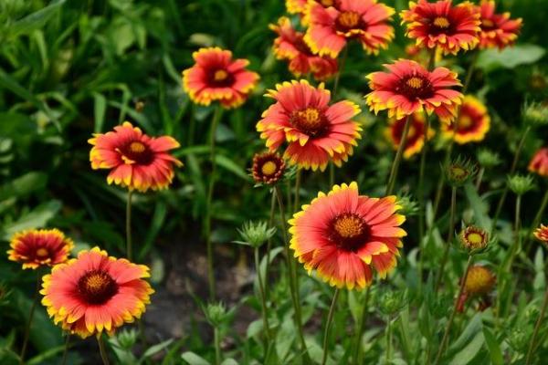 天人菊圖片大全 天人菊花語及寓意