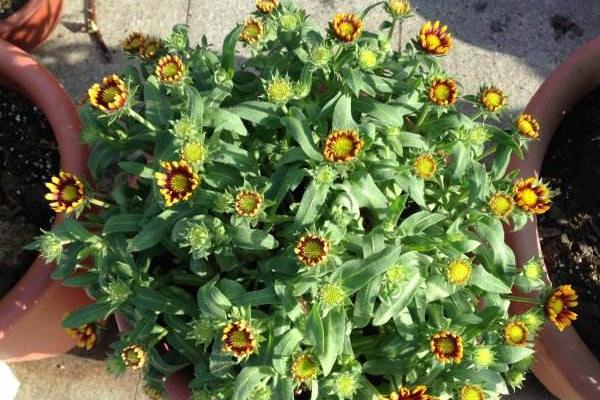 天人菊圖片大全 天人菊花語及寓意