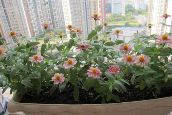 天人菊圖片大全 天人菊花語及寓意