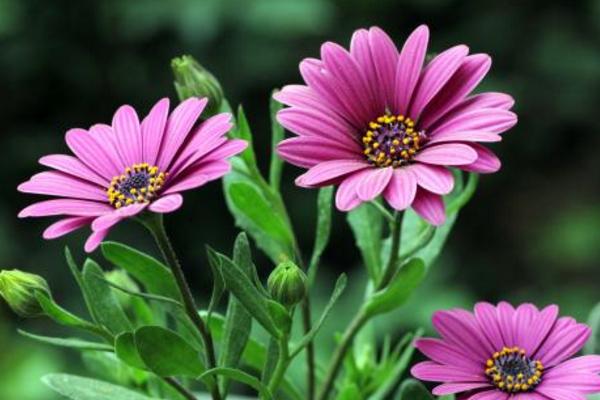 藍目菊圖片大全 藍目菊花語及寓意