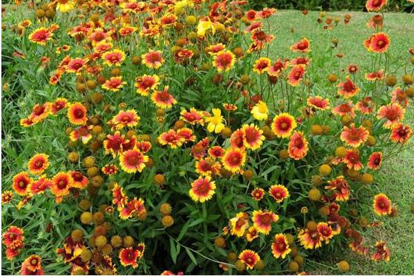 天人菊圖片大全 天人菊花語及寓意