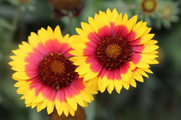 天人菊圖片大全 天人菊花語及寓意