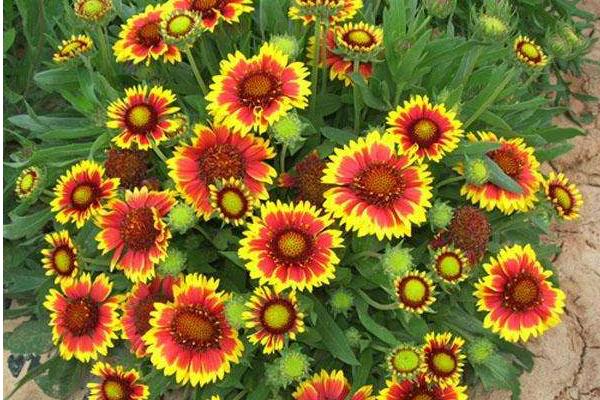 天人菊種子市場價格多少錢一斤 天人菊種子如何播種