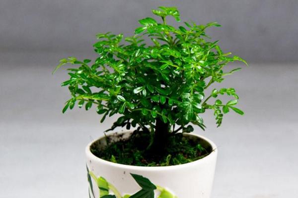 清香木掉葉子怎么辦 清香木葉子發黃的解決方法