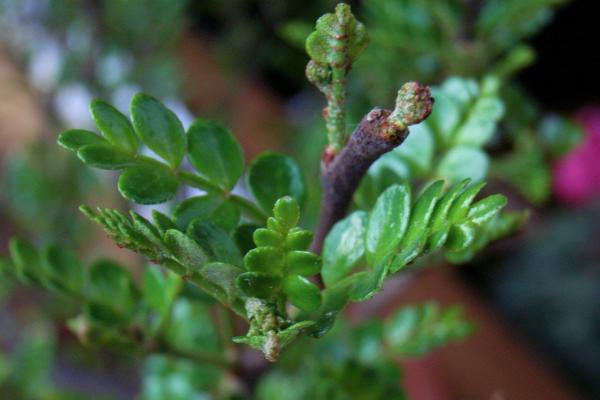 清香木掉葉子怎么辦 清香木葉子發黃的解決方法