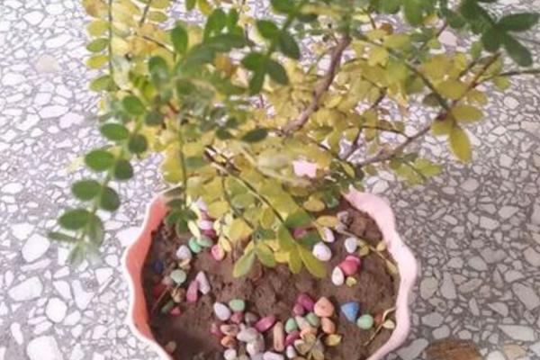 清香木掉葉子怎么辦 清香木葉子發黃的解決方法