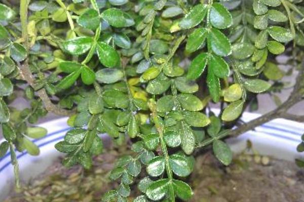 清香木掉葉子怎么辦 清香木葉子發黃的解決方法