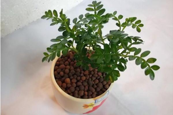 清香木掉葉子怎么辦 清香木葉子發黃的解決方法