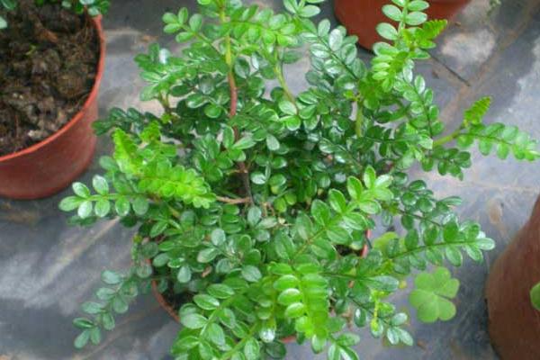 清香木掉葉子怎么辦 清香木葉子發黃的解決方法