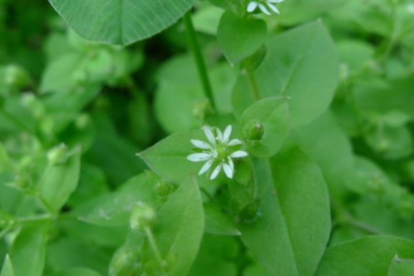 繁縷草功效與作用 繁縷草能減肥嗎