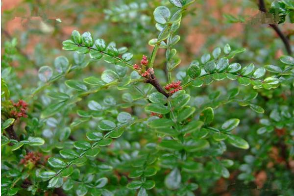 清香木盆景怎么制作造型好看 清香木的換盆方法