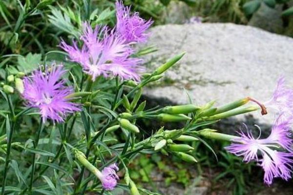 瞿麥功效與作用及禁忌 瞿麥藥用價值