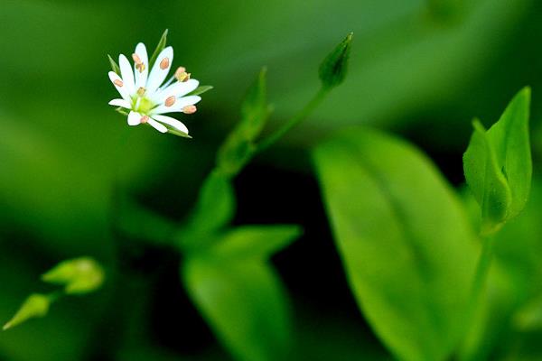 繁縷草功效與作用 繁縷草能減肥嗎