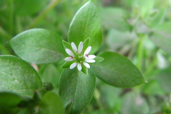 繁縷草功效與作用 繁縷草能減肥嗎