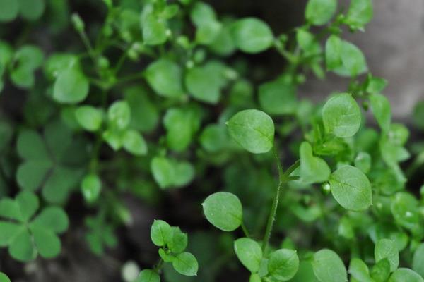 繁縷草功效與作用 繁縷草能減肥嗎