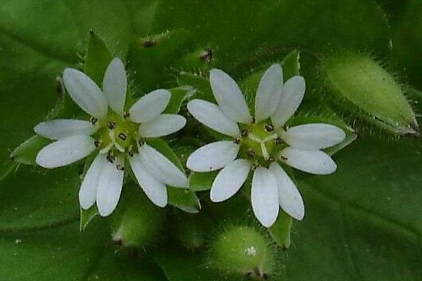 繁縷草功效與作用 繁縷草能減肥嗎
