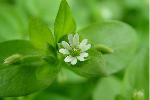 繁縷草功效與作用 繁縷草能減肥嗎