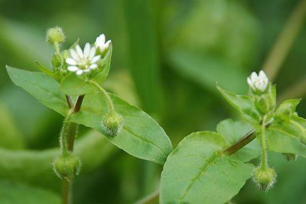 繁縷草功效與作用 繁縷草能減肥嗎