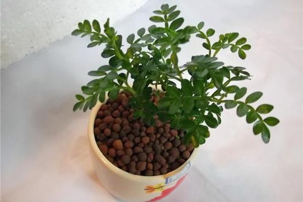 清香木怎么澆水（多久澆一次） 清香木的養殖方法