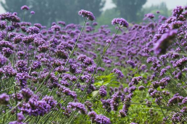 馬鞭草種子市場價格多少錢一斤  馬鞭草種子怎么種