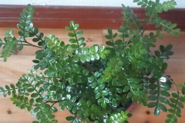 清香木怎么澆水（多久澆一次） 清香木的養殖方法