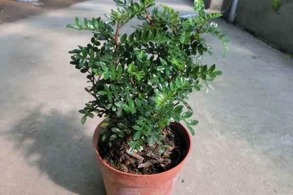 清香木怎么澆水（多久澆一次） 清香木的養殖方法