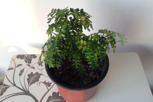 清香木怎么澆水（多久澆一次） 清香木的養殖方法