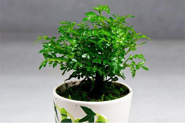 清香木怎么澆水（多久澆一次） 清香木的養殖方法