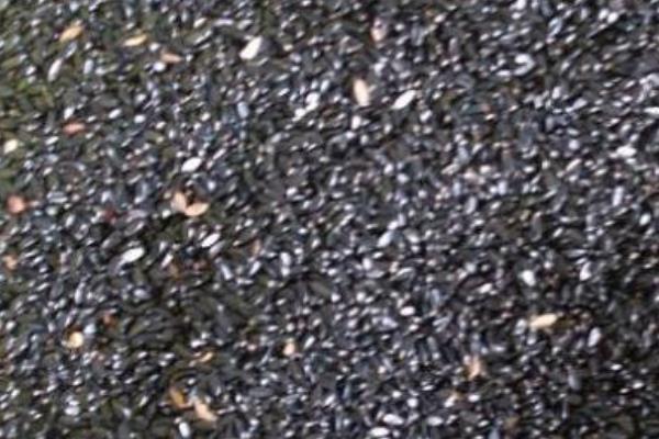 馬鞭草種子市場價格多少錢一斤 馬鞭草種子怎么種