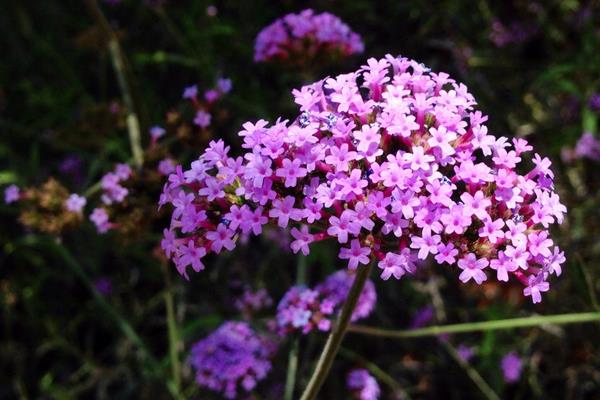 馬鞭草種子市場價格多少錢一斤 馬鞭草種子怎么種