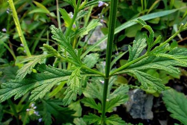 馬鞭草種子市場價格多少錢一斤 馬鞭草種子怎么種