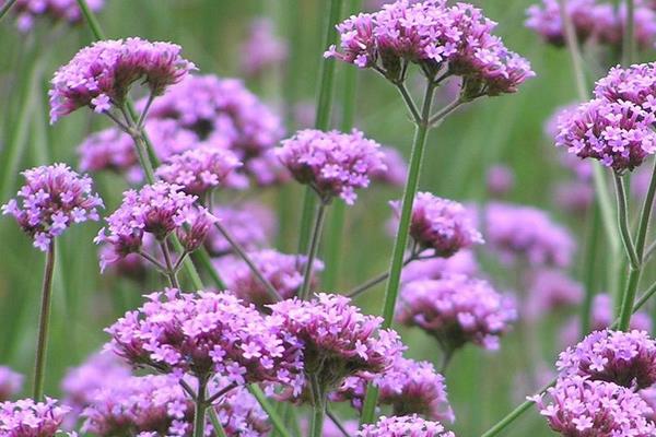 馬鞭草種子市場價格多少錢一斤 馬鞭草種子怎么種