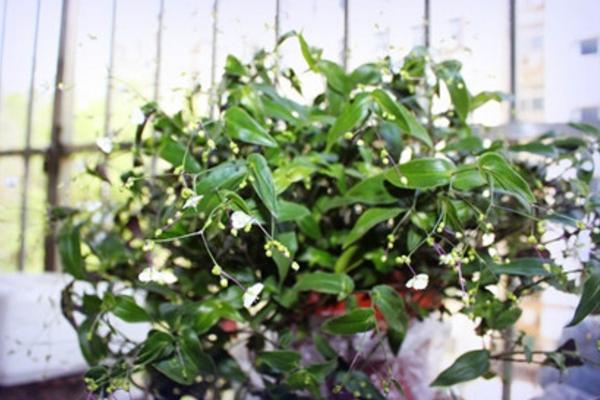 婚紗吊蘭圖片大全 婚紗吊蘭花語及寓意