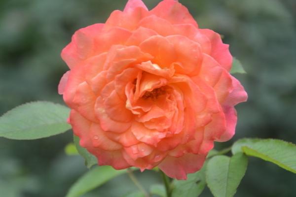 月季一年開幾次花 月季種子怎么種