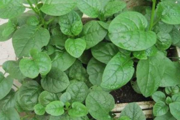 潺菜怎么種（什么時(shí)候種） 潺菜種植方法與注意事項(xiàng)